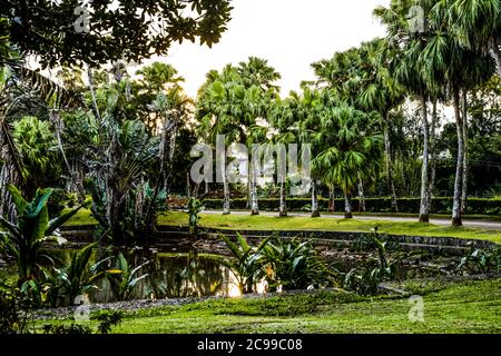 Les jardins botaniques de Curepipe (ou jardin botanique SSR de Curepipe) sur la route des Jardins, Curepipe, est le deuxième plus grand jardin botanique de l'île Maurice. Banque D'Images