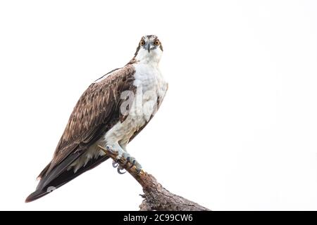 Un Osprey perché sur une branche Banque D'Images