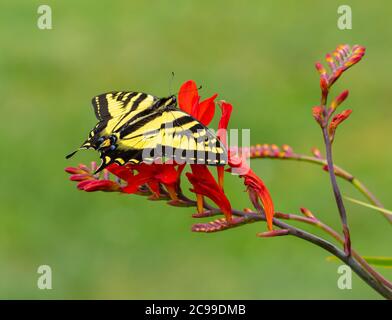 Papillon à queue de cygne de l'Ouest sur des fleurs rouges de Crocosmia (Papilio rutulus) Banque D'Images