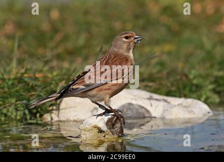 Common Linnet (Linaria cannabina cannabina) femelle adulte qui boit dans l'étang, avec réflexion dans la goutte d'eau sur Bill Eccles-on-Sea, Norfolk, Royaume-Uni Banque D'Images