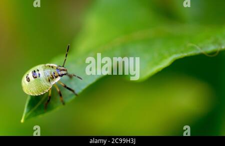 Gros plan d'une Nymphe d'un insecte de protection vert commun Banque D'Images