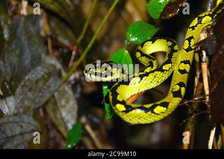 Vipère de la fosse Sri Lankan, vipère de la fosse Ceylan, pitvipère vert Sri Lankan, polonga de la paix, Trimeresurus trigonocephalus, Srí Lanka, Asie, bambuszvipera Banque D'Images