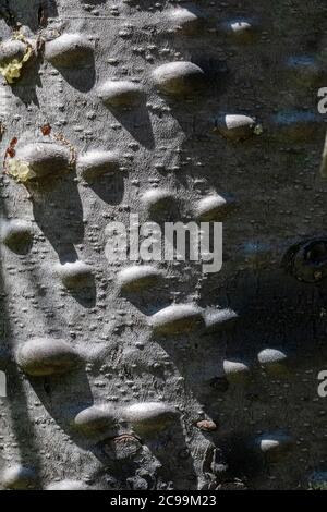 Pacific Silver Fir, Abies amabilis, dans une zone protégée contre l'explosion volcanique du monument volcanique national du mont St. Helens, Gifford Pinchot Natio Banque D'Images