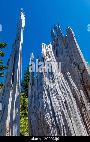 Souche d'arbre tuée par l'éruption explosive du monument volcanique national du mont St. Helens dans la forêt nationale de Gifford Pinchot, État de Washington, États-Unis Banque D'Images