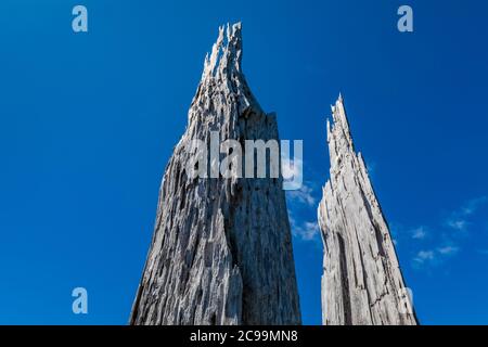 Souche d'arbre tuée par l'éruption explosive du monument volcanique national du mont St. Helens dans la forêt nationale de Gifford Pinchot, État de Washington, États-Unis Banque D'Images