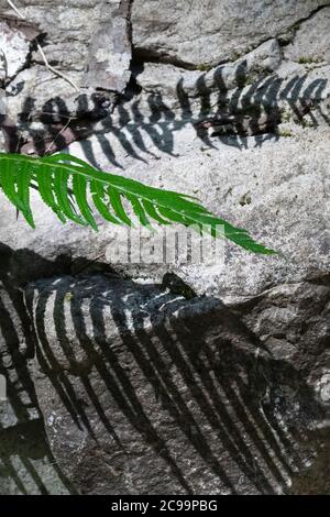 SWORD Fern, Polystichum munitum, avec des ombres sur la pierre dans la forêt nationale de Gifford Pinchot, État de Washington, États-Unis Banque D'Images