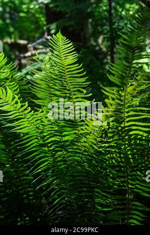 SWORD Fern, Polystichum munitum, dans la forêt nationale de Gifford Pinchot, État de Washington, États-Unis Banque D'Images