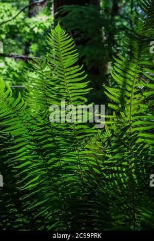 SWORD Fern, Polystichum munitum, dans la forêt nationale de Gifford Pinchot, État de Washington, États-Unis Banque D'Images