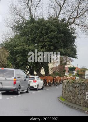 Guernesey Cows Traffic Jam, Îles du Canal de Guernesey Banque D'Images