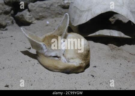 Gros plan d'un joli renard Fennec ou d'un renard désertique dormir dans le zoo Banque D'Images