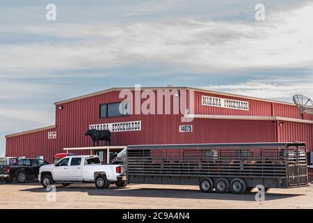 Marana, AZ - 23 novembre 2019 : Marana Stockyards est une vente aux enchères de bétail spécialisée dans la commercialisation de bétail en Arizona. Banque D'Images