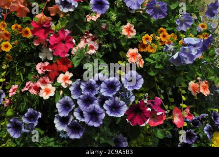 Windowbox pleine de plantes à fleurs colorées y compris pétunias pourpres en milieu d'été. Banque D'Images