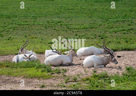 Apple Valley, Minnesota. Un troupeau d'Addax, Addax Nasomaculatus qui se repose dans l'herbe est une espèce d'antilope en danger critique. Banque D'Images