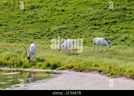 Apple Valley, Minnesota. Trois Addax, Addax Nasomaculatus le pâturage dans l'herbe est une espèce d'antilope en danger critique d'extinction. Banque D'Images