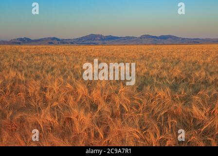 lumière du matin sur un champ de blé sous les collines rudes près de um, montana Banque D'Images