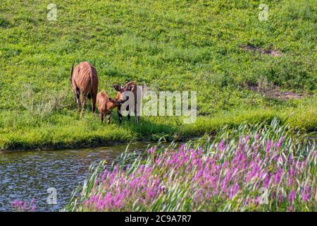 Apple Valley, Minnesota. Une famille de Bongos, Tragelaphus eurycerus qui broutage dans le pâturage est une espèce presque menacée. Banque D'Images