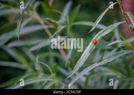 Vue de la coccinelle sur la lame d'herbe Banque D'Images