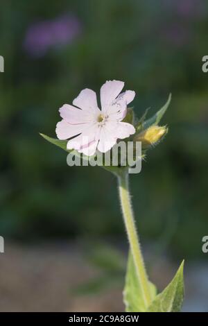 Une seule fleur de Campion blanc (Silene latifolia) Banque D'Images