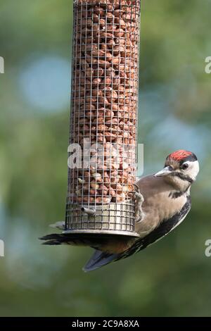 Un jeune grand pic tacheté (Dendrocopos Major) s'accroche à un mangeoire à oiseaux de jardin rempli de arachides Banque D'Images