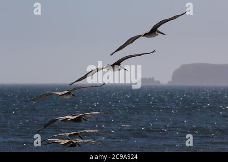 Pélicans bruns survolant la plage de Limantour Banque D'Images