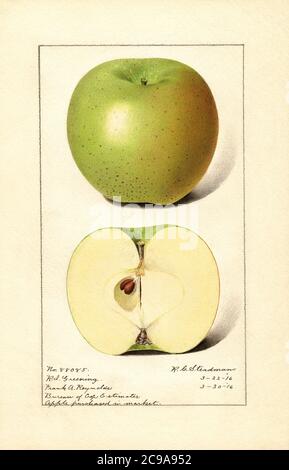 Rhode Island Greening Apple, Malus domestica, acheté sur le marché, Aquarelle Illustration par Royal Charles Steadman, département américain de l'agriculture Pomological Watercolor Collection, 1916 Banque D'Images