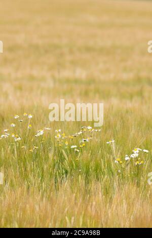 Mauvaises herbes (Daisy d'Oxeye - Leucanthemum vulgare) croissant dans une culture d'orge mûrissant (Hordeum vulgare) Banque D'Images