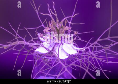 Fleur de fenouil avec feuilles de plumes dans une lumière de violet néon Banque D'Images