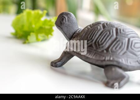 une petite tortue de fer noir vue de l'arrière à pied à une feuille de salade verte par la fenêtre sur une surface blanche, idée de vie lente, de manger lent, de profiter du mode de vie de la campagne Banque D'Images