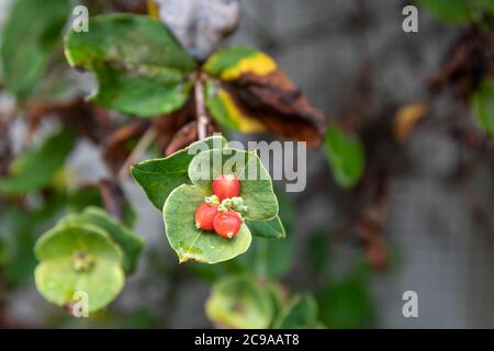 Baies rouges ou fruits de Lonicera dioica (chèvrefeuille de limber, chèvrefeuille de glacous 9 Banque D'Images