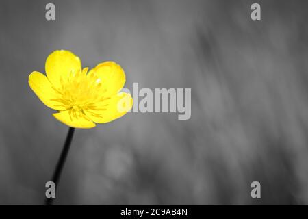 Tête de fleur jaune de buttercup bulbeux (Ranunculus bulbosus) poussant sur l'herbe, image avec espace de copie défoqué noir et blanc avec la couleur sélectionnée Banque D'Images