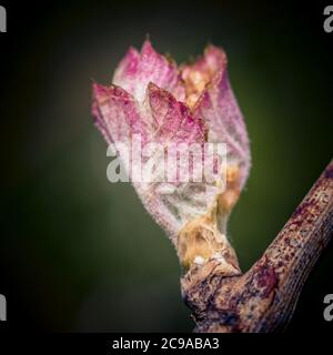 Gros plan des bourgeons de ressort qui se sont éparptés sur une vigne Banque D'Images