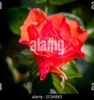 Gros plan d'une fleur de rose rouge dans un jardin éclairé par le soleil Banque D'Images
