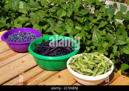 Jardin d'été. Bleuets, haricots violets, pois verts. Temps de récolte dans le jardin de la maison. Banque D'Images