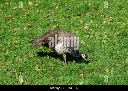 Victoria, Colombie-Britannique, Canada. Paons indiens, 'Pavo christatus'. femme paon. Banque D'Images