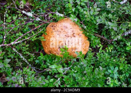 Champignon Leccinum Aurantiacum avec des chapeaux orange à la forêt Banque D'Images
