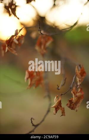 Gros plan sur les feuilles brunes sèches de la branche de l'arbre dans le jardin. Banque D'Images