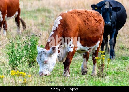 Bétail de Hereford paître dans un champ de Norfolk au Royaume-Uni. Banque D'Images