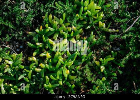 Photo aérienne de plantes succulentes vertes vibrantes Banque D'Images