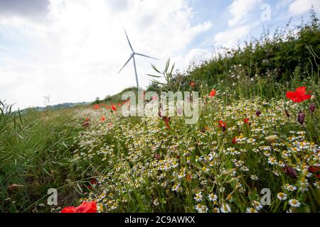 Des coquelicots, des pâquerettes et des fleurs sauvages près d'une haie dans un pré de longue herbe avec une éolienne en arrière-plan Banque D'Images