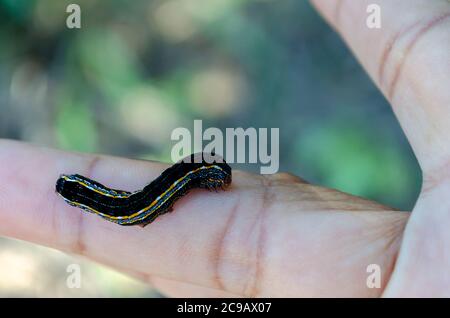 Caterpillar sur le doigt Banque D'Images