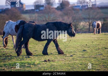 Poneys broutant et marchant dans un champ en début de matinée en hiver Banque D'Images