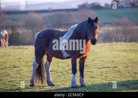 Poney debout dans un champ (regardant dans la caméra) le matin tôt en hiver Banque D'Images