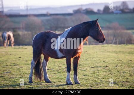 Poney debout dans un champ en début de matinée en hiver Banque D'Images