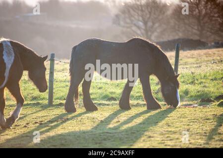 Poneys broutant et marchant dans un champ en début de matinée en hiver Banque D'Images