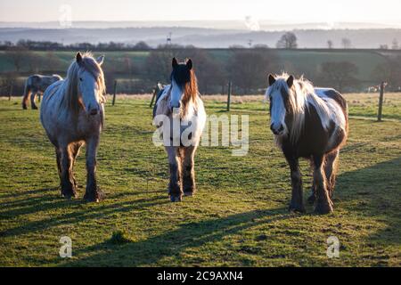 Trois poneys marchant vers la caméra, dans un champ, tôt le matin d'hiver près de Sheffield, dans le Yorkshire du Sud Banque D'Images