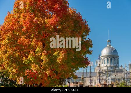 Montréal, CA - 4 octobre 2016 : érable dans couleurs d'automne à Montréal, Vieux Port, avec Marché Bonsecours en arrière-plan Banque D'Images