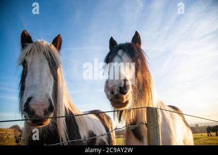 Deux poneys regardant dans la caméra au-dessus d'un fil barbelé Clôture dans un champ en début de matinée en hiver Banque D'Images