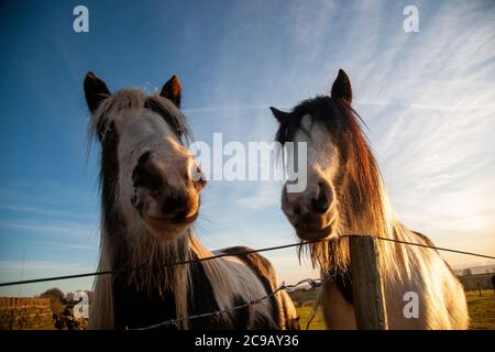 Deux poneys regardant dans la caméra au-dessus d'un fil barbelé Clôture dans un champ en début de matinée en hiver Banque D'Images