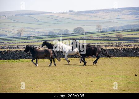 Poneys qui se rassemblent dans un champ de ferme dans le Nord du Derbyshire Banque D'Images