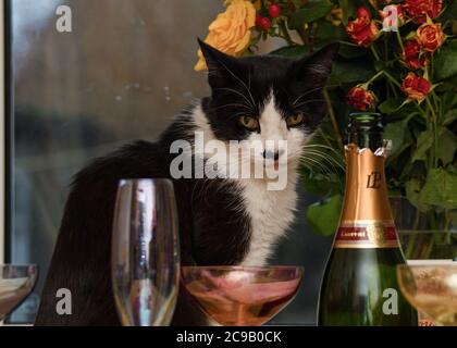 Chat noir et blanc assis sur une table regardant une bouteille de champagne et des verres après une fête Banque D'Images